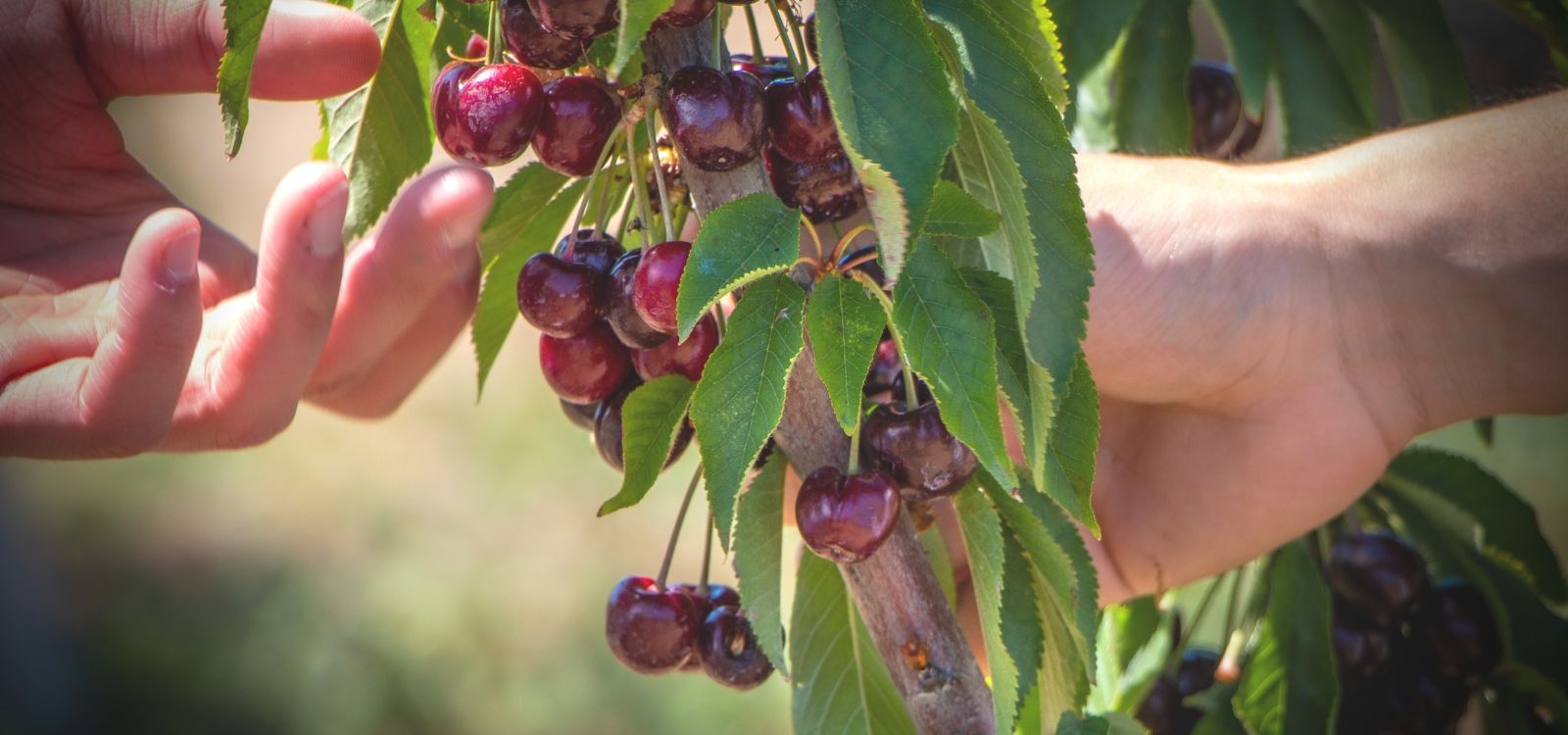 Pick premium Tasmanian cherries with Off the table experiences